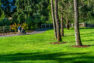 A photograph of a public park. In the foreground is a grass lawn with trees planted in it. In the background are two people maneuvering along a paved ADA walking path, one person in a wheelchair, the other person pushing them in their chair.