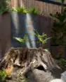 Close-up of new growth emerging from a salvaged nurse stump at Tanager Apartments. – Tanager Apartments – Board & Vellum